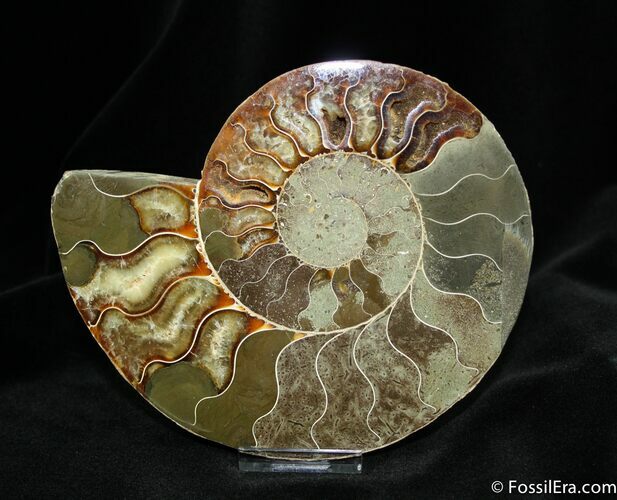 Inch Cleoniceras Ammonite (Half) #771